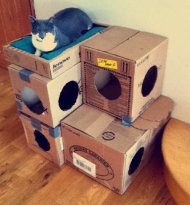 Brinquedos Reciclados para Pet: ideias criativas, baratas e sustentáveis que o seu animal vai adorar brinquedos reciclados para pet ideias 5