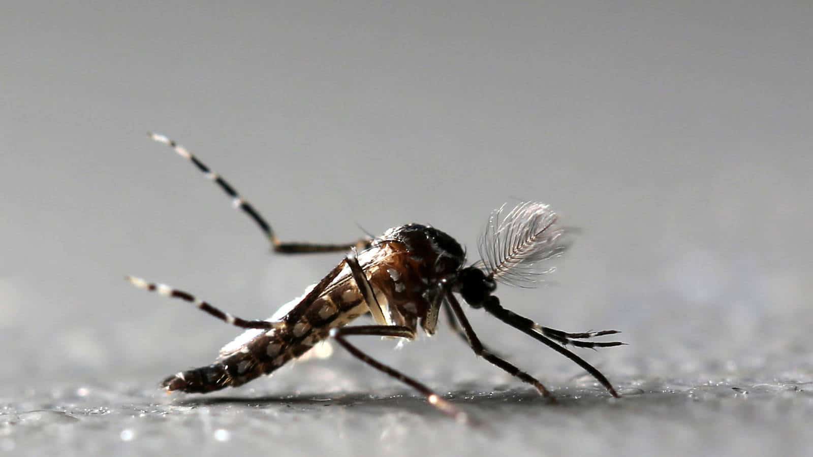 dicas truques espantar mosquitos pernilongos
